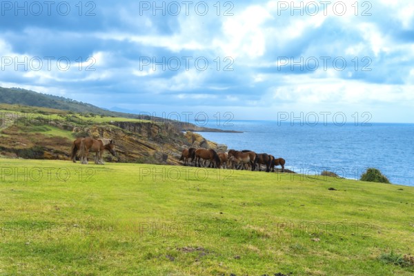 Wild horses are grazing on a green pasture along the rugged coast of mount jaizkibel in the basque country with the blue atlantic ocean extending under a cloudy sky