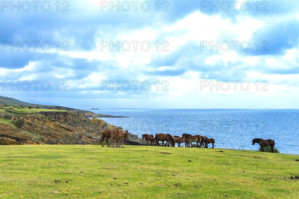Wild horses form a herd, grazing peacefully on a green grass pasture along rugged ocean cliffs, with blue sea and a cloudy sky completing the expansive coastal nature landscape