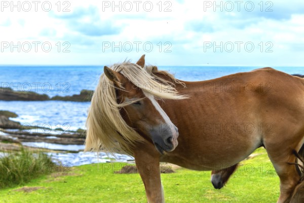 Chestnut horse with flowing blond mane stands on a green cliffside pasture, mane blowing in the wind with the blue atlantic and rocky jaizkibel coastline under a cloudy sky