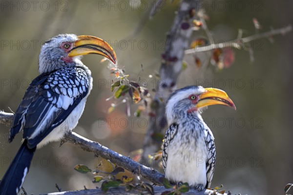 Southern yellow-billed tocos (Tockus leucomelas), Nxai Pan National Park, near Gweta, Central District, Botswana