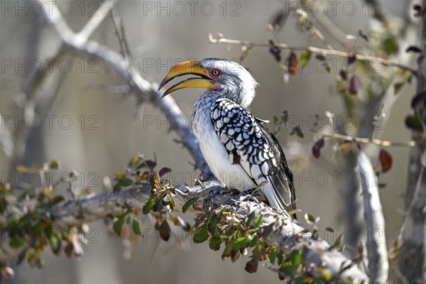 Southern Yellow-billed Hornbill (Tockus leucomelas), Nxai Pan National Park, near Gweta, Central District, Botswana