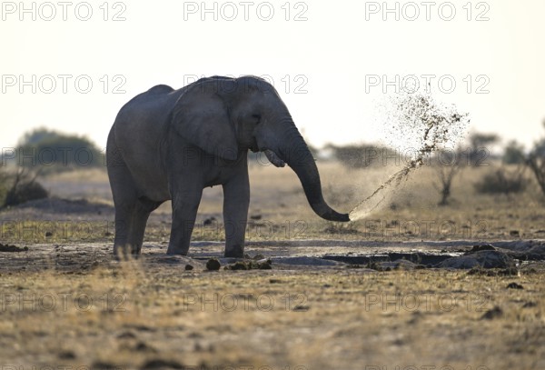 African elephant (Loxodonta africana) spraying water at a waterhole, Nxai Pan National Park, near Gweta, Central District, Botswana
