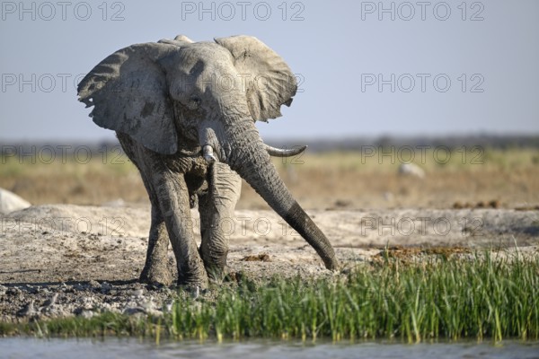 African elephant (Loxodonta africana), Nxai Pan National Park, near Gweta, Central District, Botswana