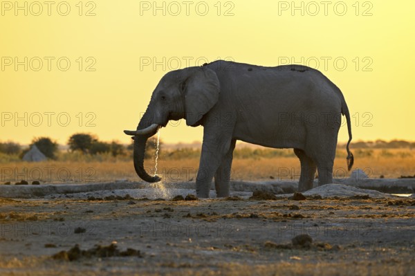 African elephant (Loxodonta africana), blue hour at Nxai Pan waterhole, sunset, Nxai Pan National Park, near Gweta, Central District, Botswana