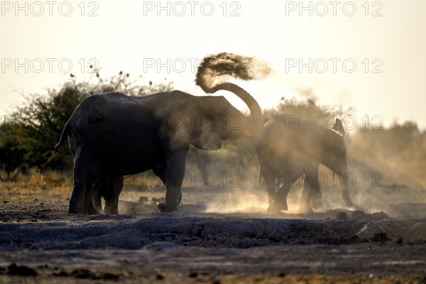 African elephants (Loxodonta africana), blue hour at sand bathing, Nxai Pan National Park, near Gweta, Central District, Botswana