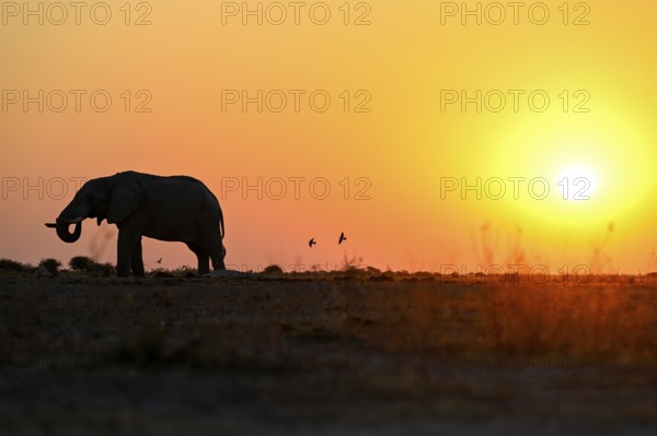 African elephant (Loxodonta africana), blue hour at Nxai Pan waterhole, sunset, Nxai Pan National Park, near Gweta, Central District, Botswana