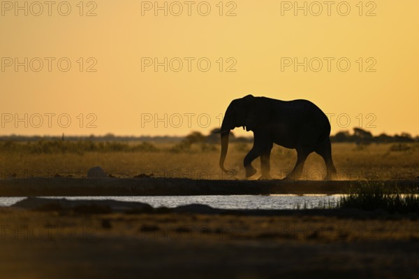African elephant (Loxodonta africana), blue hour at the Nxai Pan waterhole, Nxai Pan National Park, near Gweta, Central District, Botswana