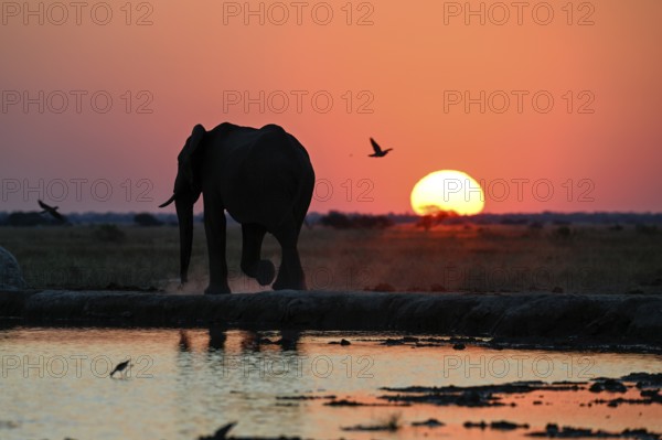 African elephant (Loxodonta africana), blue hour at Nxai Pan waterhole, sunset, Nxai Pan National Park, near Gweta, Central District, Botswana