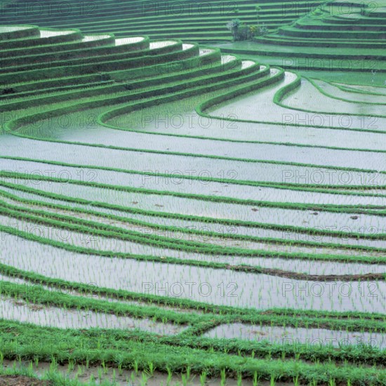 Terraced ice fields north of Antosari, Bali, Indonesia