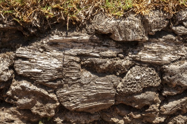 In the 80s, coral in the sea was dredged to be used as building material, Kuta, Bali, Indonesia