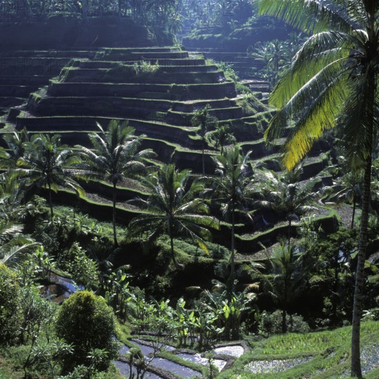 Terrace rice paddies near Tegallalang, Bali Indonesia