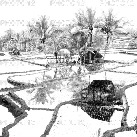 Terrace rice paddies at sunrise near Bakas, Bali, Indonesia