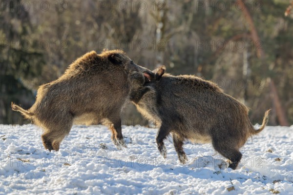 Two young wild boars (Sus scrofa) wrestle with each other in the backlight of the sun in a clearing. Their raised dorsal crests glow in the light. Bavaria, Germany