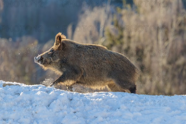 A wild boar (Sus scrofa) stands in the backlight of the sun on a snow-covered mound. A forest can be seen in the background. Bavaria, Germany