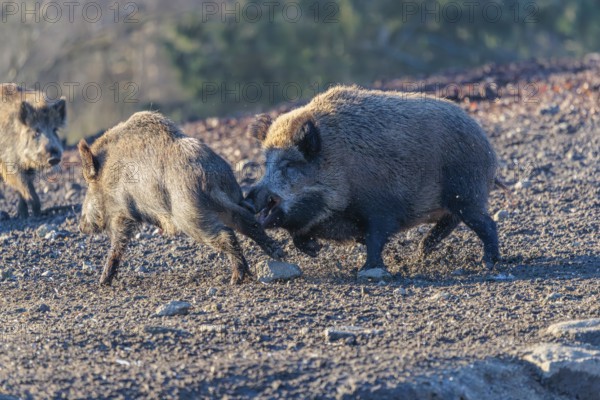 An adult wild boar (Sus scrofa) runs after a young animal and attacks it. A forest can be seen in the background. Bavaria, Germany