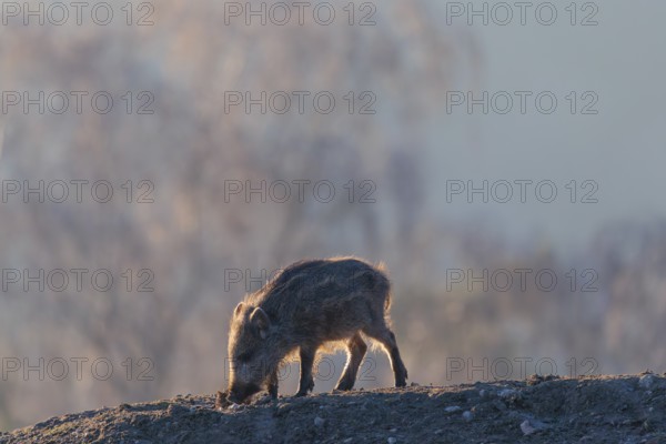 A wild boar piglet (Sus scrofa) runs across a clearing against the light of the sun, searching for food. Bavaria, Germany