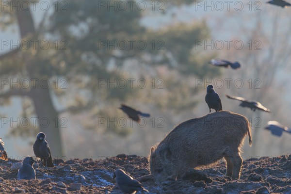 A wild boar (Sus scrofa)stands backlit by the sun on a clearing searching for food. A western jackdaw (Coloeus monedula) sits on its back waiting for its share. Bavaria, Germany