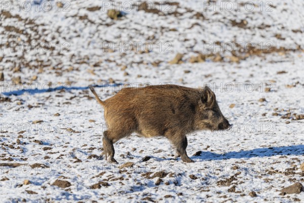 A young wild boar (Sus scrofa) runs across a snow-covered clearing on a sunny day. Bavaria, Germany