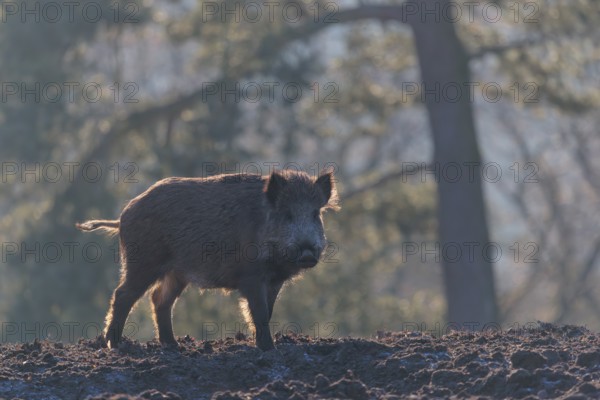 A wild boar (Sus scrofa), runs backlit by the sun across a clearing.Bavaria, Germany