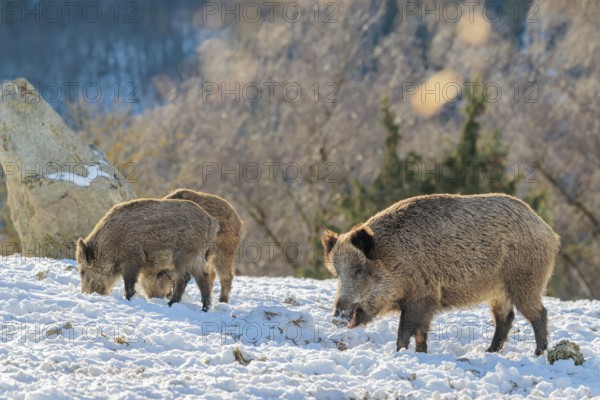 Three wild boars (Sus scrofa) search for food on a snow-covered meadow. A forest can be seen in the background. Bavaria, Germany