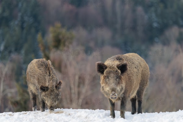 Two wild boars (Sus scrofa) search for food on a snow-covered hill. A forest can be seen in the background. Bavaria, Germany
