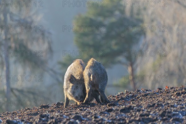 Two young wild boars (Sus scrofa) wrestle with each other in the backlight of the sun in a clearing. Bavaria, Germany
