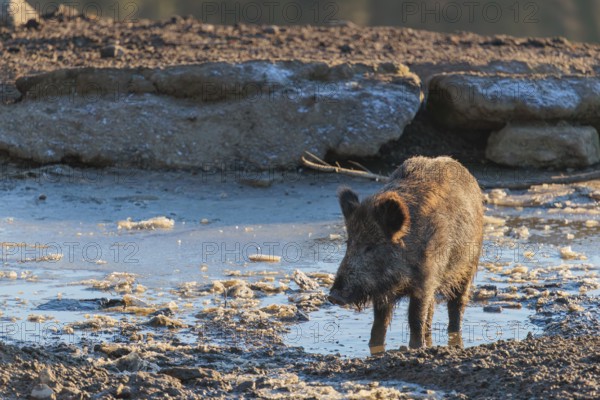 A wild boar (Sus scrofa) stands in a partially frozen pond on a sunny day. Bavaria, Germany
