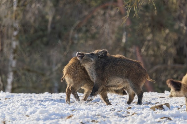 A wild boar (Sus scrofa), runs backlit by the sun across a clearing. Bavaria, Germany