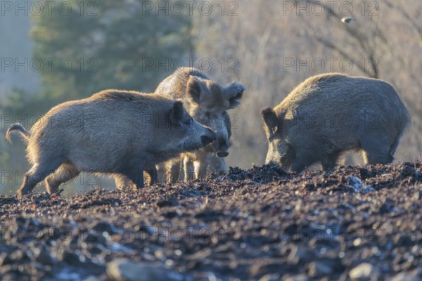 Three wild boars (Sus scrofa) stand in the backlight of the sun in a clearing, searching for food. Bavaria, Germany