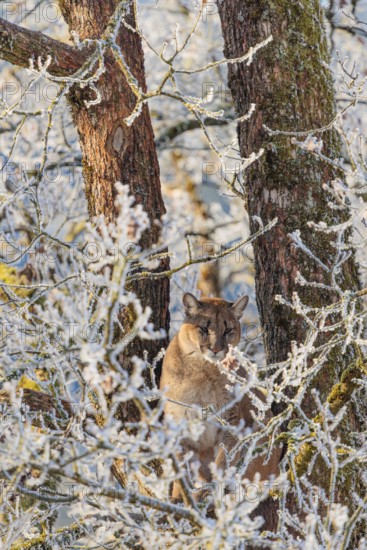 An adult female cougar (Puma concolor) sits high up in a frost-covered oak tree on a sunny, cold winter day. Captive