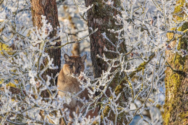 An adult female cougar (Puma concolor) sits high up in a frost-covered oak tree on a sunny, cold winter day. Captive