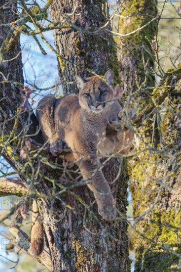 An adult female cougar (Puma concolor) rests high up in an oak tree on a sunny, cold winter day with blue skies in the background. Captive
