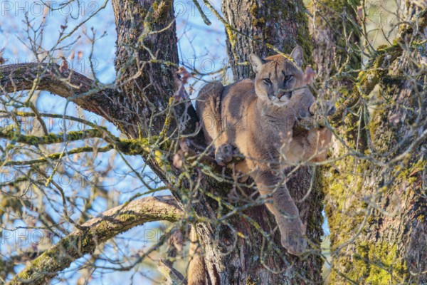An adult female cougar (Puma concolor) rests high up in an oak tree on a sunny, cold winter day with blue skies in the background. Captive