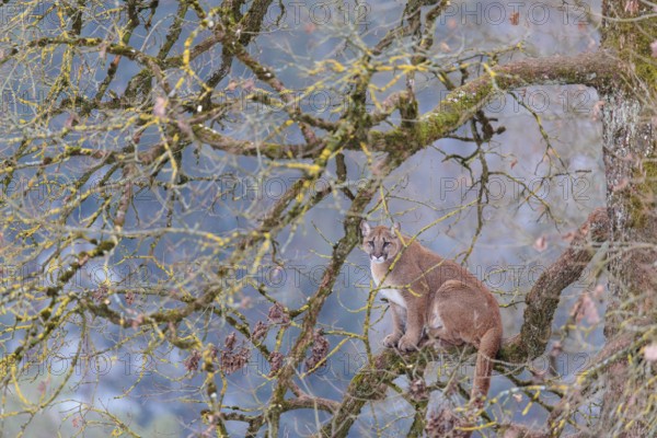 An adult female cougar (Puma concolor) sits high up on a branch in an oak tree on a cold winter day in the shadows of the mountains. Captive