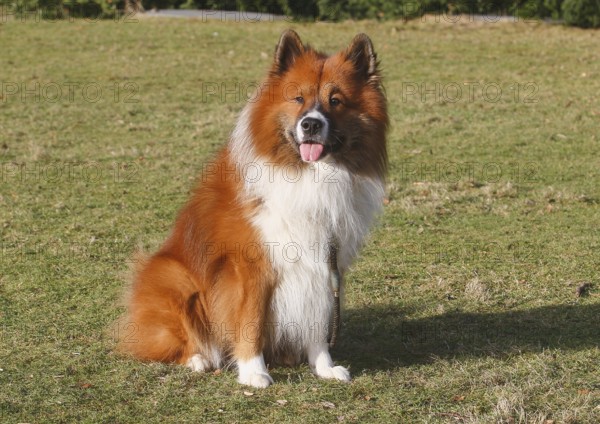 Large Elo (Canis lupus familiaris), 3 years old, sitting on a meadow, North Rhine-Westphalia, Germany