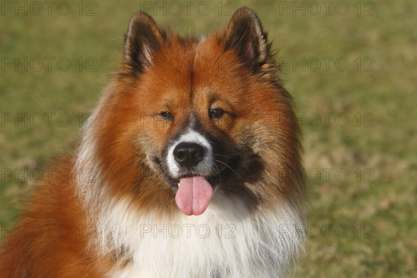 Large Elo (Canis lupus familiaris), male 3 years, portrait, North Rhine-Westphalia, Germany