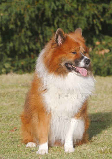 Large Elo (Canis lupus familiaris), 3 years old, sitting on a meadow, North Rhine-Westphalia, Germany