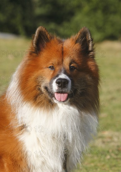 Large Elo (Canis lupus familiaris), male 3 years, portrait, North Rhine-Westphalia, Germany