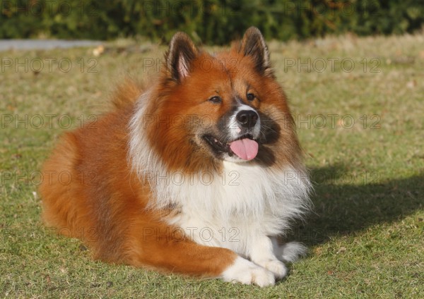 Large Elo (Canis lupus familiaris), male dog, 3 years old, lying on a meadow, North Rhine-Westphalia, Germany