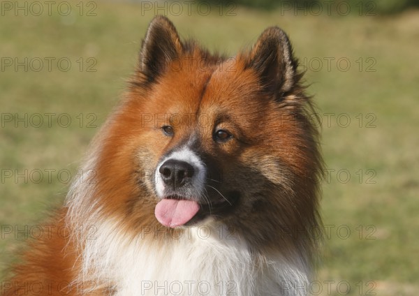Large Elo (Canis lupus famiilaris), male 3 years, portrait, North Rhine-Westphalia, Germany