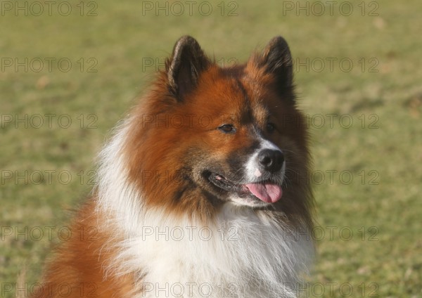 Large Elo (Canis lupus familiaris), male 3 years portrait, side view, North Rhine-Westphalia, Germany