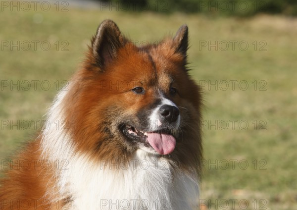 Large Elo (Canis lupus familiaris), male dog, 3 years, portrait, North Rhine-Westphalia, Germany