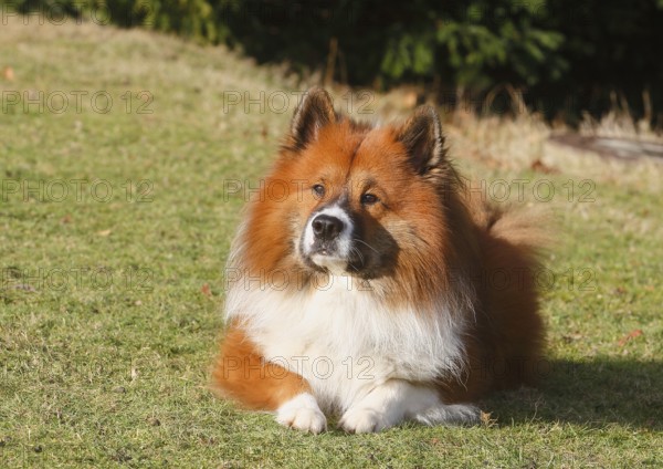 Large Elo (Canis lupus familiaris), male dog, 3 years old, lying on a meadow, North Rhine-Westphalia, Germany