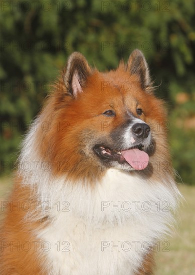 Large Elo (Canis lupus familiaris), male 3 years portrait, side view, North Rhine-Westphalia, Germany