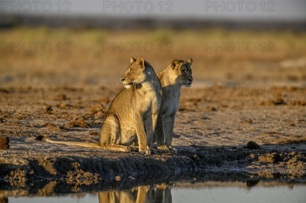 Two lionesses (Panthera leo) in the morning light at the Nxai Pan waterhole, Nxai Pan National Park, near Gweta, Central District, Botswana