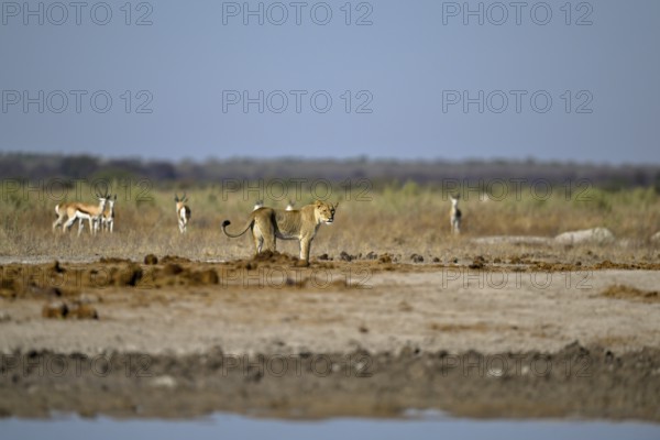 Lioness (Panthera leo) in the morning light at the Nxai Pan waterhole, Nxai Pan National Park, near Gweta, Central District, Botswana