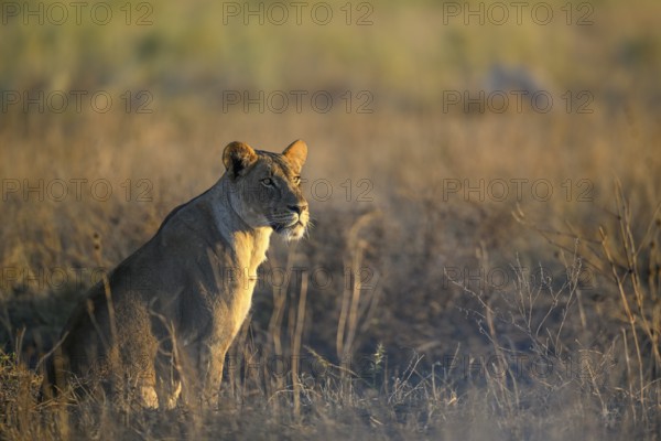 Lioness (Panthera leo) in the morning light in the tall grass, Nxai Pan National Park, near Gweta, Central District, Botswana