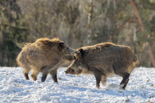 Two young wild boars (Sus scrofa) wrestle with each other in the backlight of the sun in a clearing. Their raised dorsal crests glow in the light. Bavaria, Germany