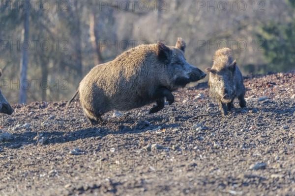 An adult wild boar (Sus scrofa) runs after a young animal and attacks it. A forest can be seen in the background. Bavaria, Germany