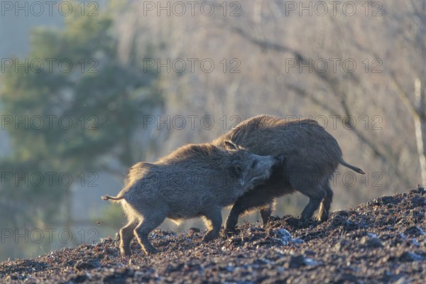 Two young wild boars (Sus scrofa) wrestle with each other in the backlight of the sun in a clearing. Bavaria, Germany